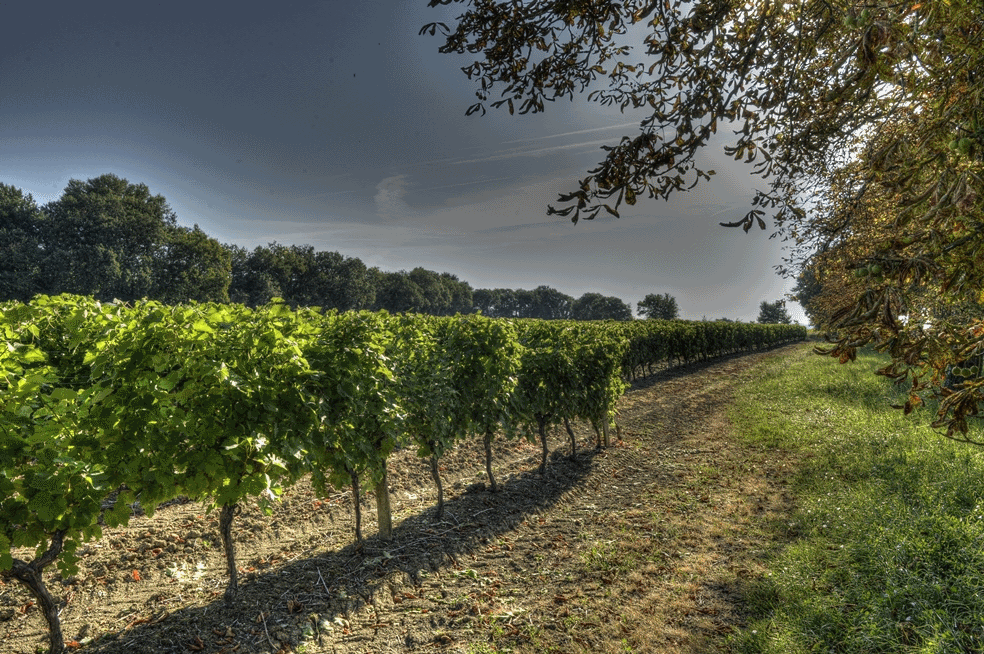 Armagnac Gelas - Terroir | Armagnac South West | Gascony